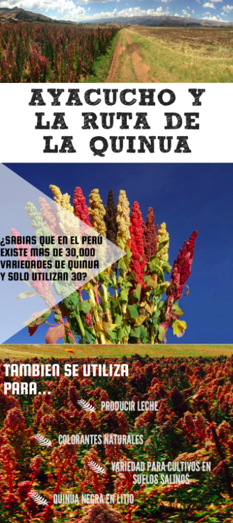 info camila2
