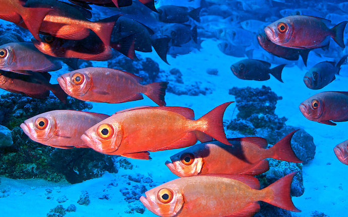 info isla francesa5