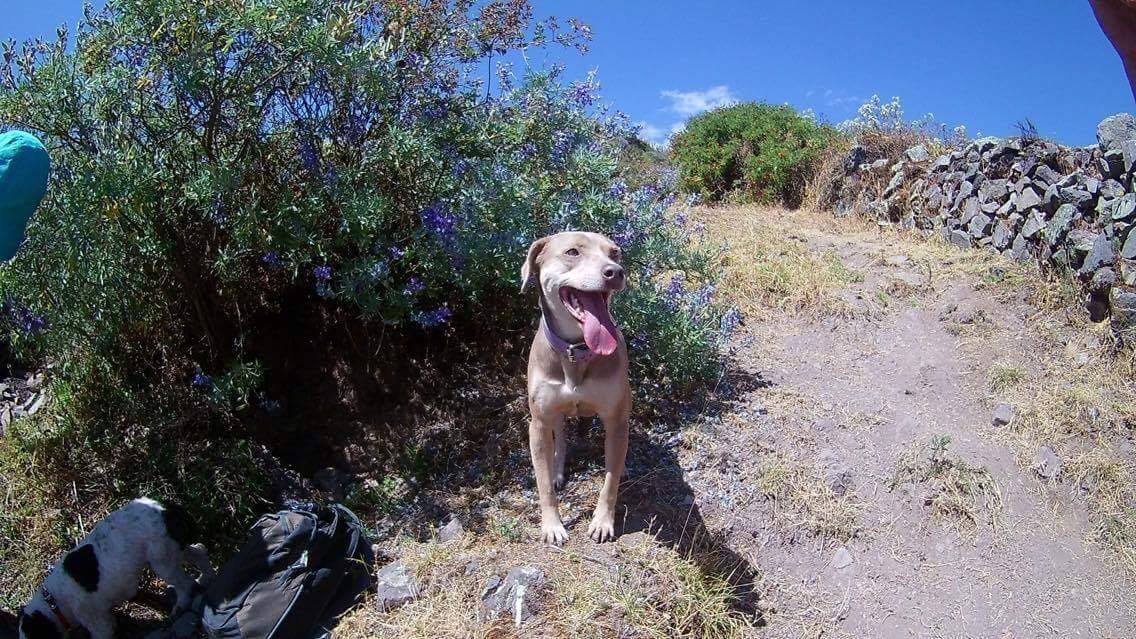 info perro6
