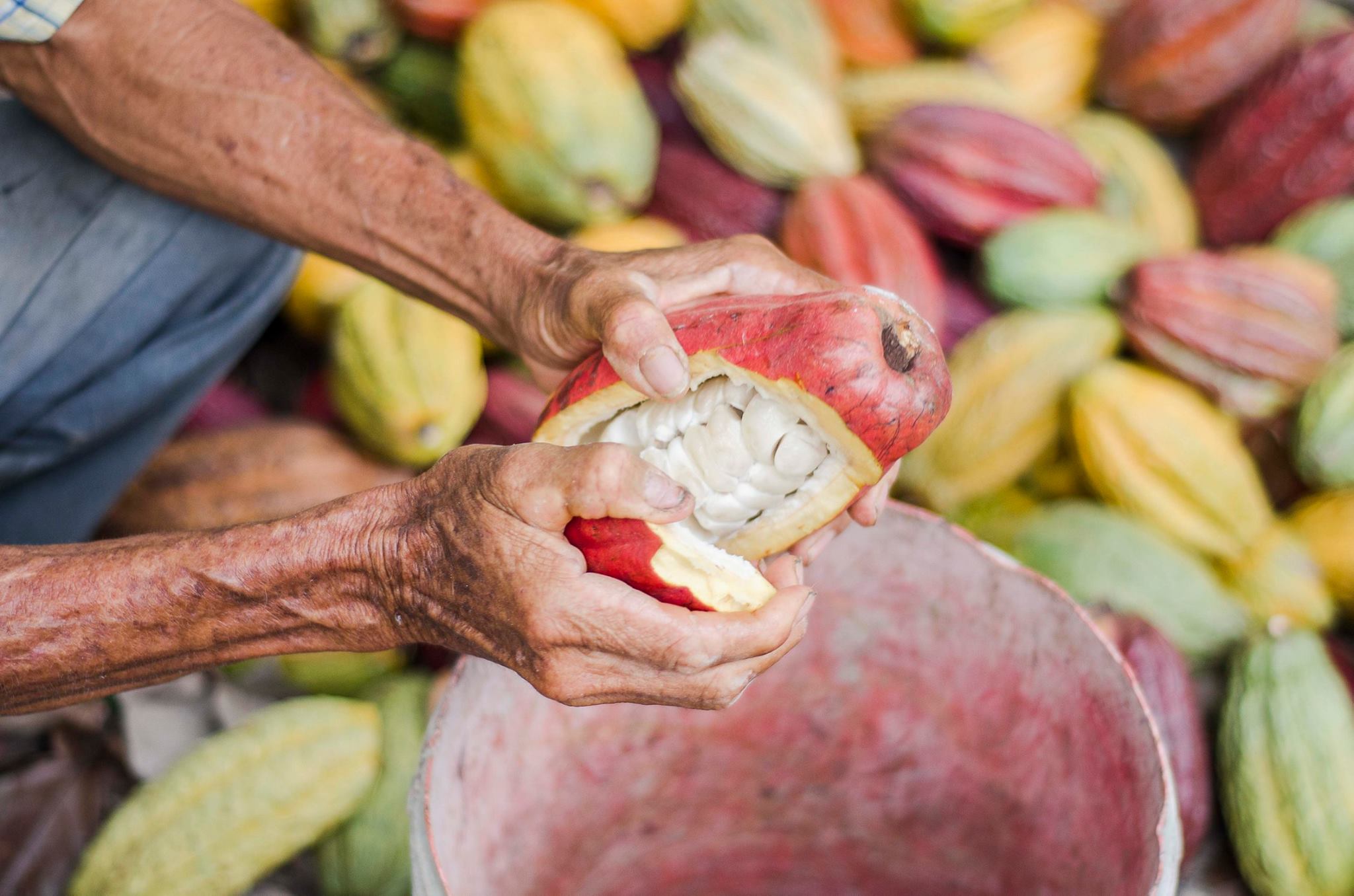 cacao pelado
