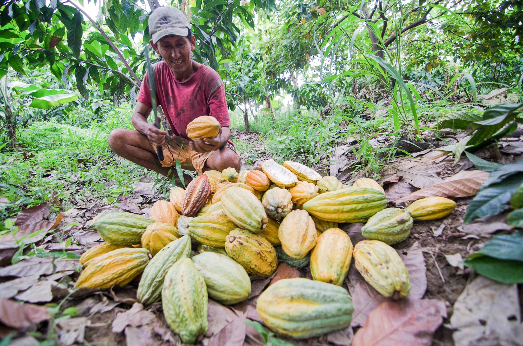 cacao trozos