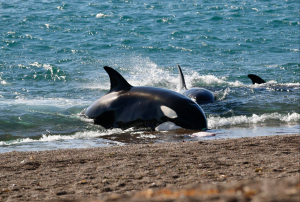 Temporada de avistamiento de orcas en Argentina es &uacute;nico en el mundo