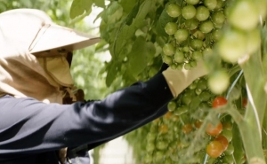 Korean Air ofrece alimentos que cultiva en su propia granja (V&Iacute;DEO)