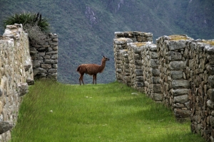 4 maneras de contribuir al cuidado del medioambiente en tus viajes