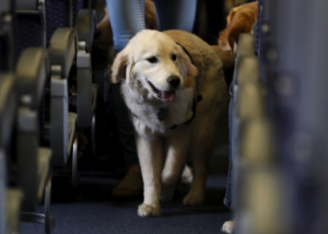 American Airlines cambia pol&iacute;ticas de viaje con animales de apoyo emocional