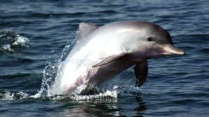 Los delfines de r&iacute;o del Amazonas se encuentran en peligro: Su poblaci&oacute;n se reduce a la mitad cada d&eacute;cada