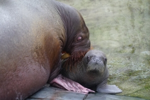 Nace beb&eacute; morsa en SeaWorld Orlando