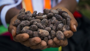 Importadores alemanes interesados en el cacao peruano