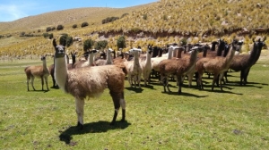 Bolivia apuesta por innovar la gastronom&iacute;a con carne de llama