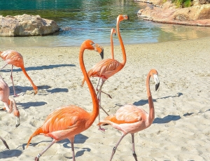 Discovery Cove se viste de rosa con la llegada de grupo de flamencos