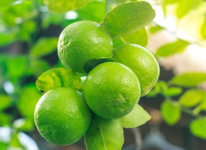 El lim&oacute;n: Ingrediente fundamental de la cocina peruana