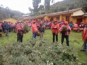 Plantaron 10 mil &aacute;rboles de queu&ntilde;a en la comunidad de Patacancha distrito de Ollantaytambo
