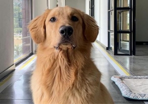 Waffles, la mascota de Viva Air que se est&aacute; robando todas las miradas