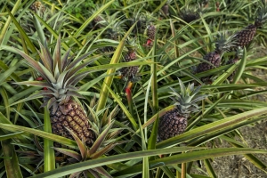 Productores de pi&ntilde;a del VRAEM listos para exportar a Europa, Estados Unidos y Jap&oacute;n