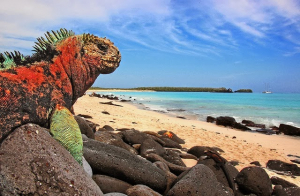 Plan de vacunaci&oacute;n en Islas Gal&aacute;pagos est&aacute; dirigida a los pobladores mayores de 16 a&ntilde;os