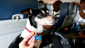 Tu mascota ya puede ser un viajero frecuente y tener descuentos con Korean Air