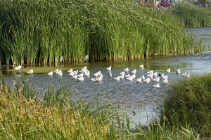 Ica y Pisco: encuentro con las aves