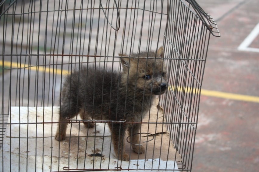 Dos espec&iacute;menes de fauna silvestre - cr&iacute;as de zorro andino recupera la polic&iacute;a de Sicuani cuando pretendian ser comercializados