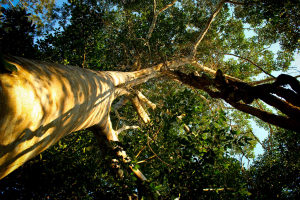 D&iacute;a de la Madre: regala un &aacute;rbol y contribuye a la conservaci&oacute;n del bosque amaz&oacute;nico