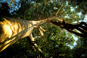 Día de la Madre: regala un árbol y contribuye a la conservación del bosque amazónico