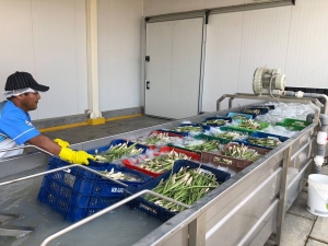 Productores de banano org&aacute;nico y esp&aacute;rrago estar&aacute;n presentes en la Fruit Log&iacute;stica 2019 en Alemania