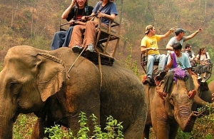 78 elefantes son regresados a su h&aacute;bitat por falta de turistas debido al coronavirus en Tailandia