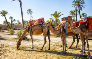 La OMT y Google se unen para guiar la reactivaci&oacute;n del turismo en &Aacute;frica