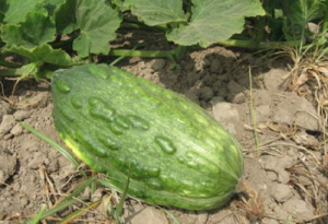 Zapallo loche: cultivo emblem&aacute;tico de la costa norte con denominaci&oacute;n de origen