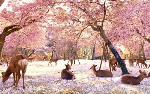Ciervos son captados descansando bajo cerezos ante ausencia de turistas en Jap&oacute;n