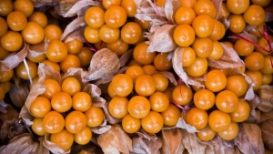 Mincetur: mango, aguaymanto y conchas de abanico, entre otros productos, son priorizadas en Plan Regional Exportador de &Aacute;ncash