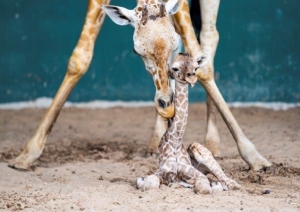 Busch Gardens Tampa Bay celebra el d&iacute;a mundial de la jirafa con la llegada de una nueva cr&iacute;a (V&Iacute;DEO)
