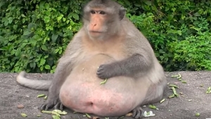 Los turistas son responsables de su obesidad: rescatan en Tailandia a mono con sobrepeso extremo