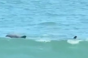 Delfines aprovechan ausencia de ba&ntilde;istas por cuarentena para nadar en Costa Verde (V&Iacute;DEO)