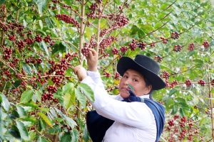 Taza de Excelencia 2020: El mejor caf&eacute; del Per&uacute; es del Cusco