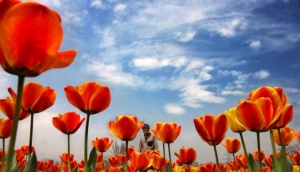 Exceso de selfies de turistas obliga a Holanda a tomar medidas para proteger sus tulipanes