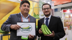 560 productores de banano org&aacute;nico de Piura reciben marca colectiva &ldquo;Ecochira&rdquo;