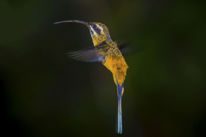 Per&uacute; se corona campe&oacute;n mundial en observaci&oacute;n de aves en el Global Big Day 2021