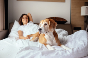 Hard Rock Hotels All Inclusive presentan su nuevo programa de residencia para mascotas y desde ahora se suman a la tendencia Pet Friendly