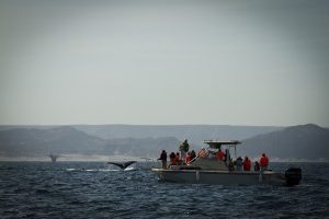 PROMPER&Uacute; lanza campa&ntilde;a #AventurasConBallenas