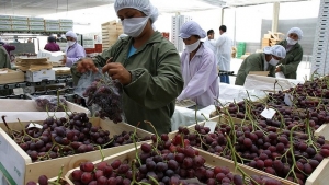 Agroexportaciones a la Uni&oacute;n Europea marcan r&eacute;cord hist&oacute;rico al primer semestre del 2018