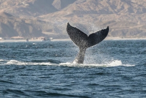 Establecen distancias m&iacute;nimas de acercamiento a ballenas y delfines