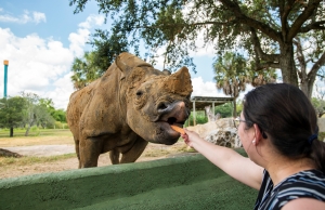 Nuevos encuentros con animales en Busch Gardens Tampa Bay
