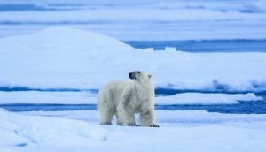 Matan a oso polar porque atac&oacute; a turistas en el &Aacute;rtico