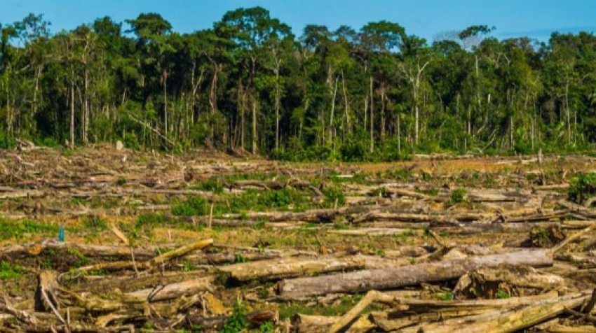 Mineros deforestaron 1,700 hect&aacute;reas de Amazon&iacute;a peruana entre enero y junio