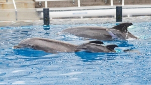 SEAWORLD San Diego celebra el nacimiento de dos delfines en 12 horas