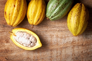 Cacao Chuncho del Cusco ingresar&aacute; a mercados internacionales con marca colectiva Kall Kakao