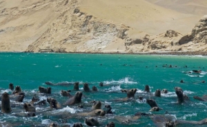 Pluspetrol y TV Per&uacute; presentan documental &ldquo;Paracas el reino del viento&rdquo; (V&Iacute;DEO)