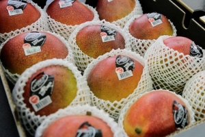 Mango de Casma se exportar&aacute; con el nombre quechua &ldquo;Puquymi&rdquo;