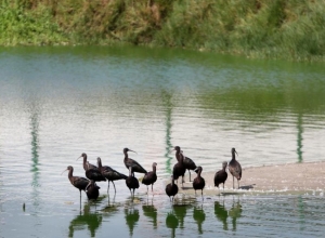 Pantanos de Villa ingresa al inventario nacional de recursos tur&iacute;sticos del Mincetur