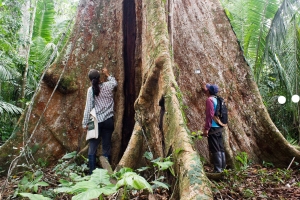 D&iacute;a del Padre: sorprende a pap&aacute; y reg&aacute;lale la protecci&oacute;n de un gran &aacute;rbol amaz&oacute;nico